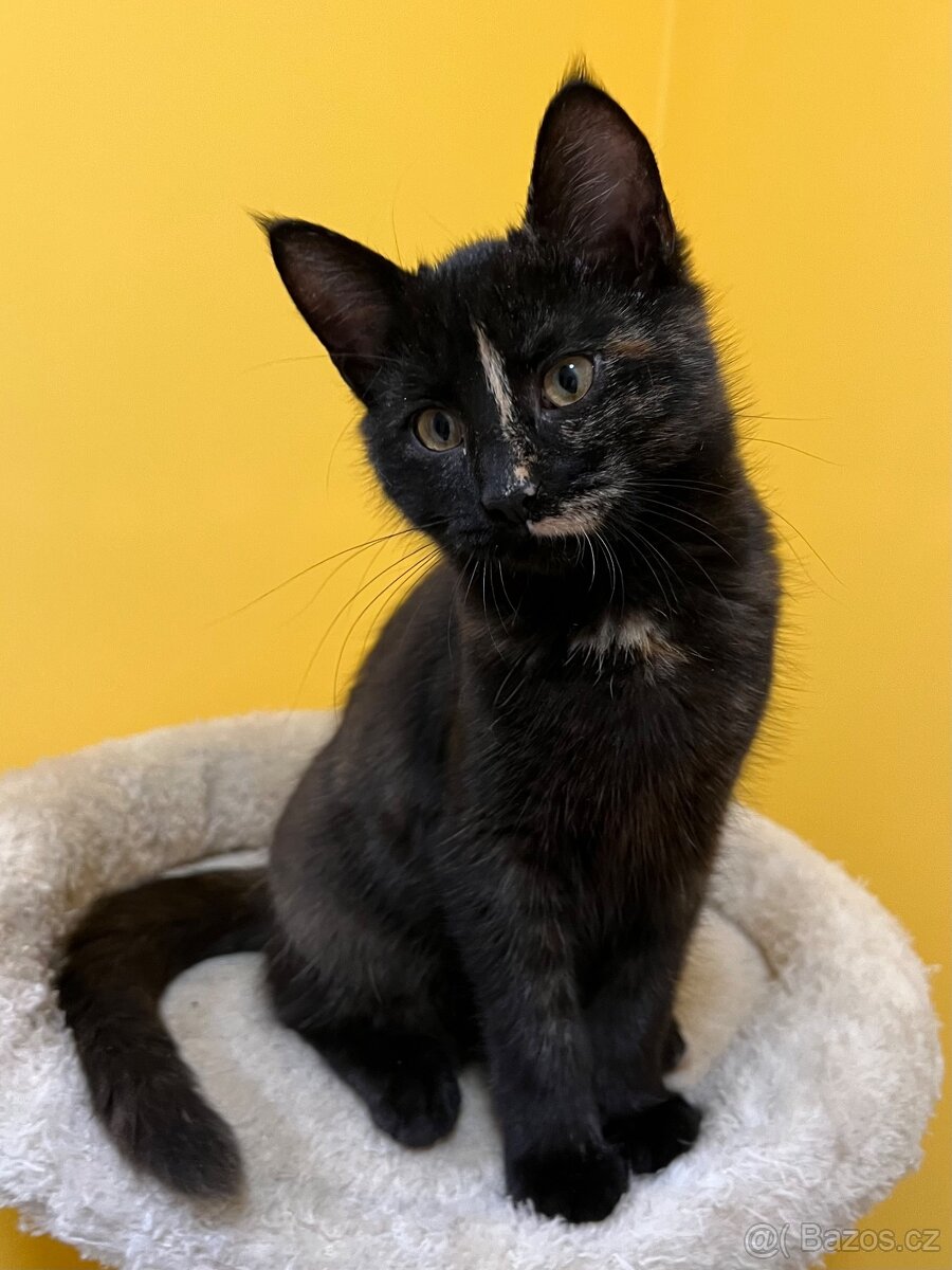 Mainská křížená koťátka - 13