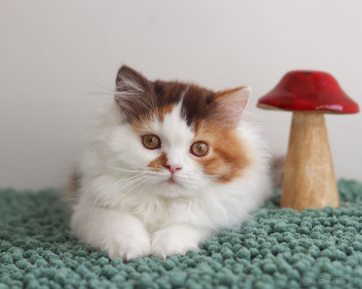 Britská koťátka s PP právě k odběru. - 13