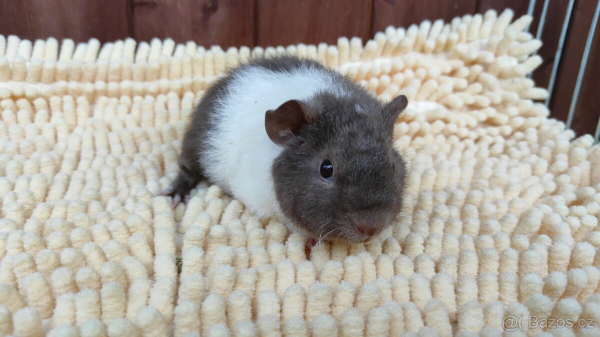 Morčátka - morče - krásná miminka z Moravy - 13