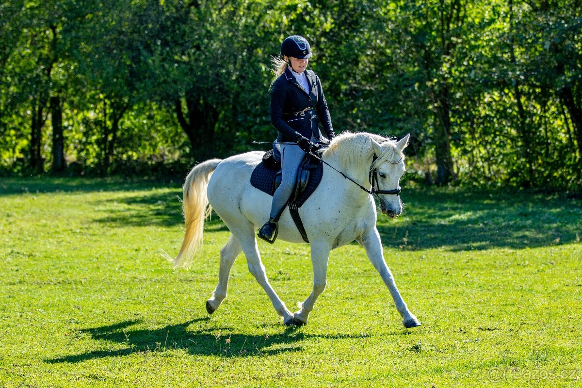 Líbivá connemara klisna do sportu - 13