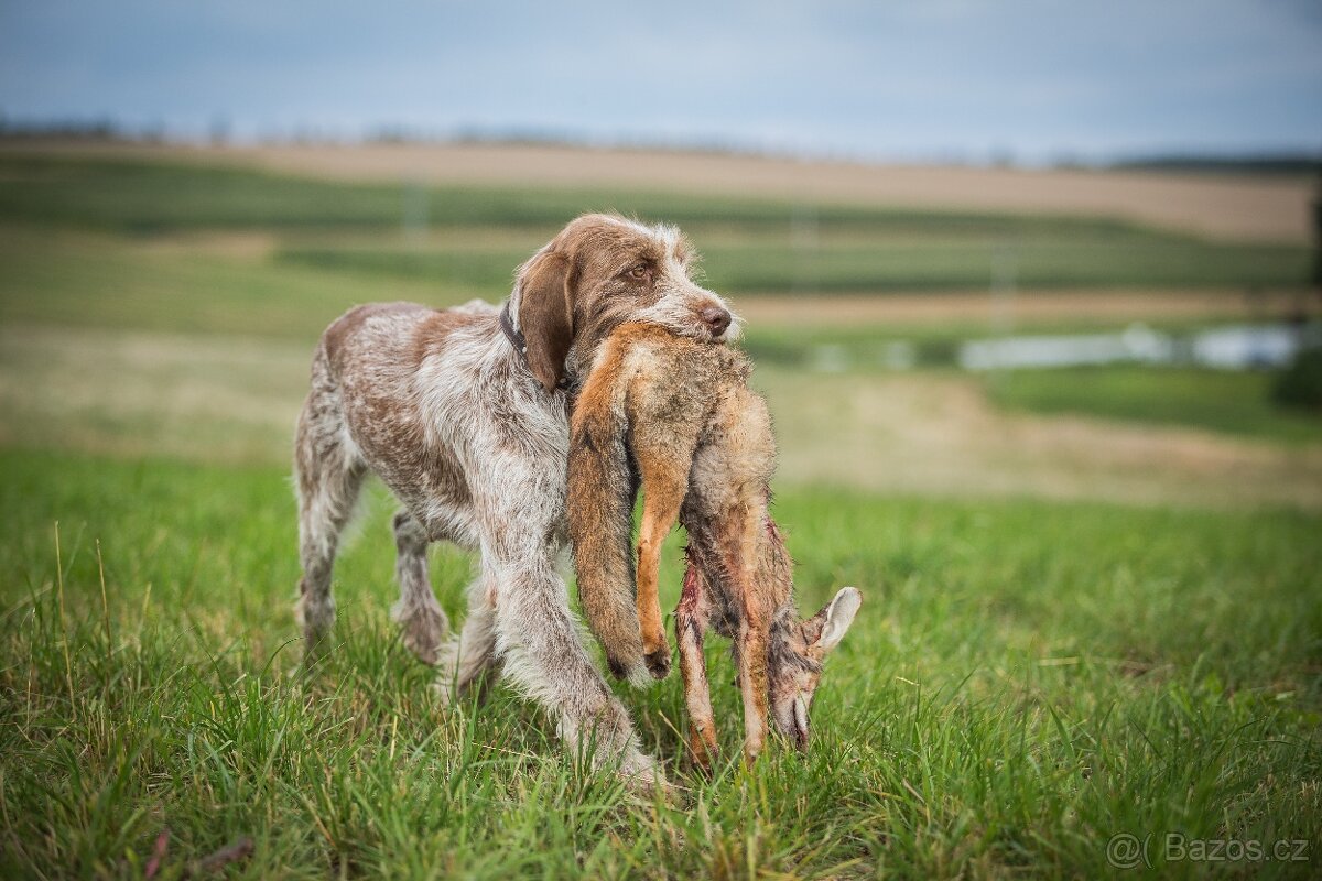 Italsky spinone - Štěňata - 13