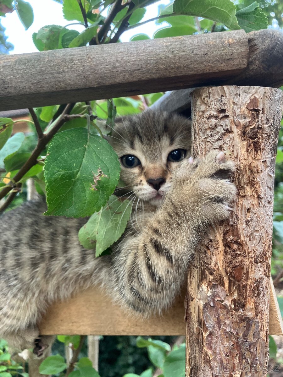 Bengálské kotě - 13