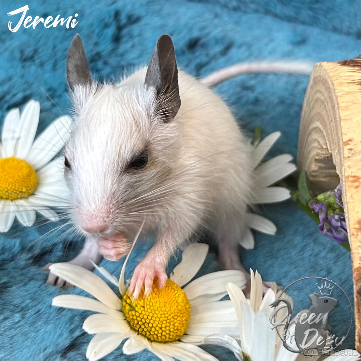Osmák degu - mláďata s PP - 13