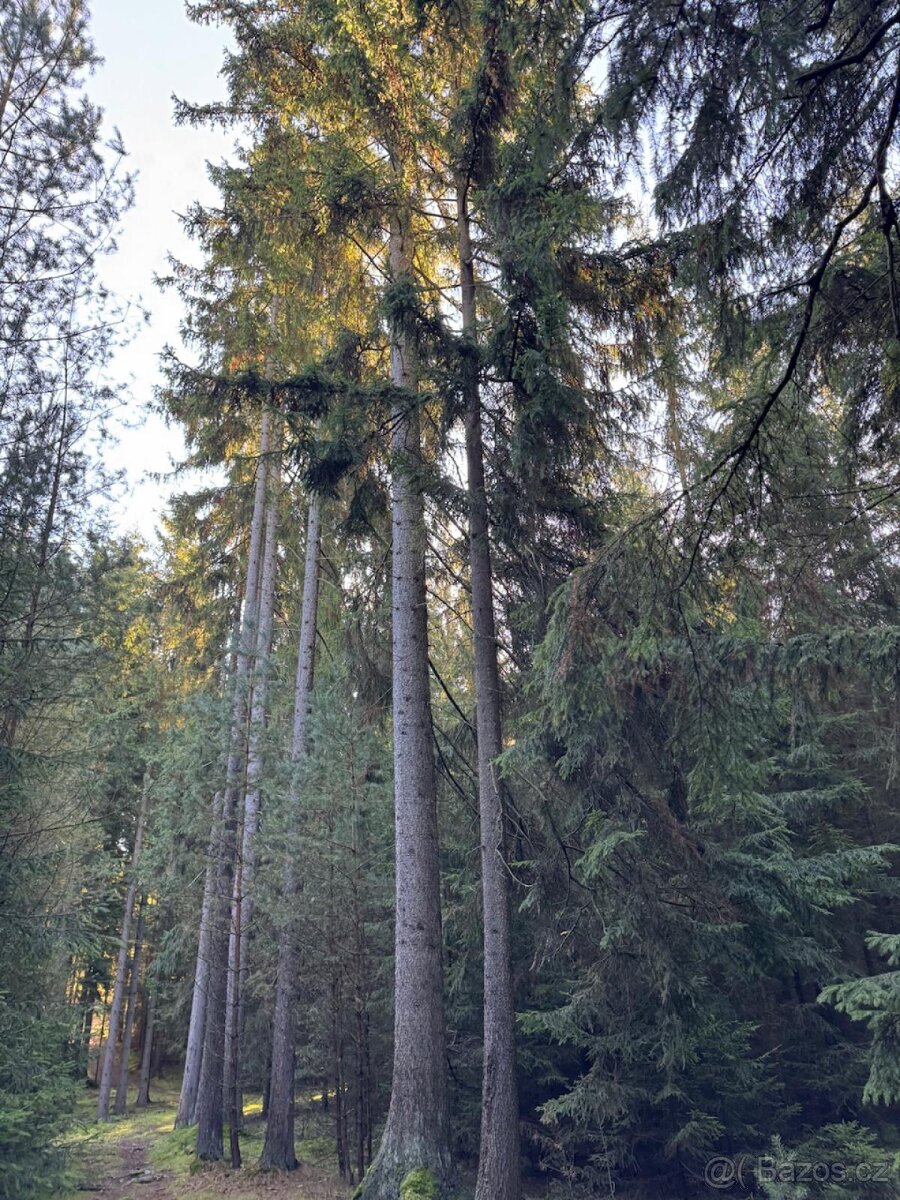 Prodej lesního pozemku k.ú. Havlovice - 13