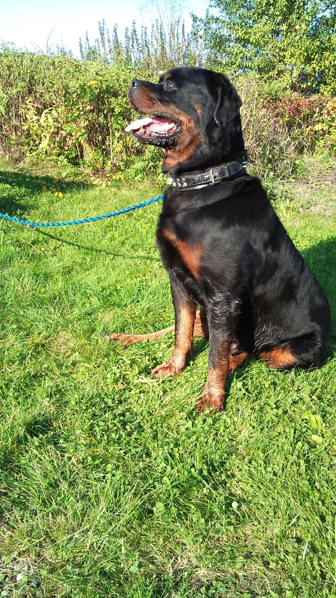Rottweiler, rotvajler, RTW s PP - 13