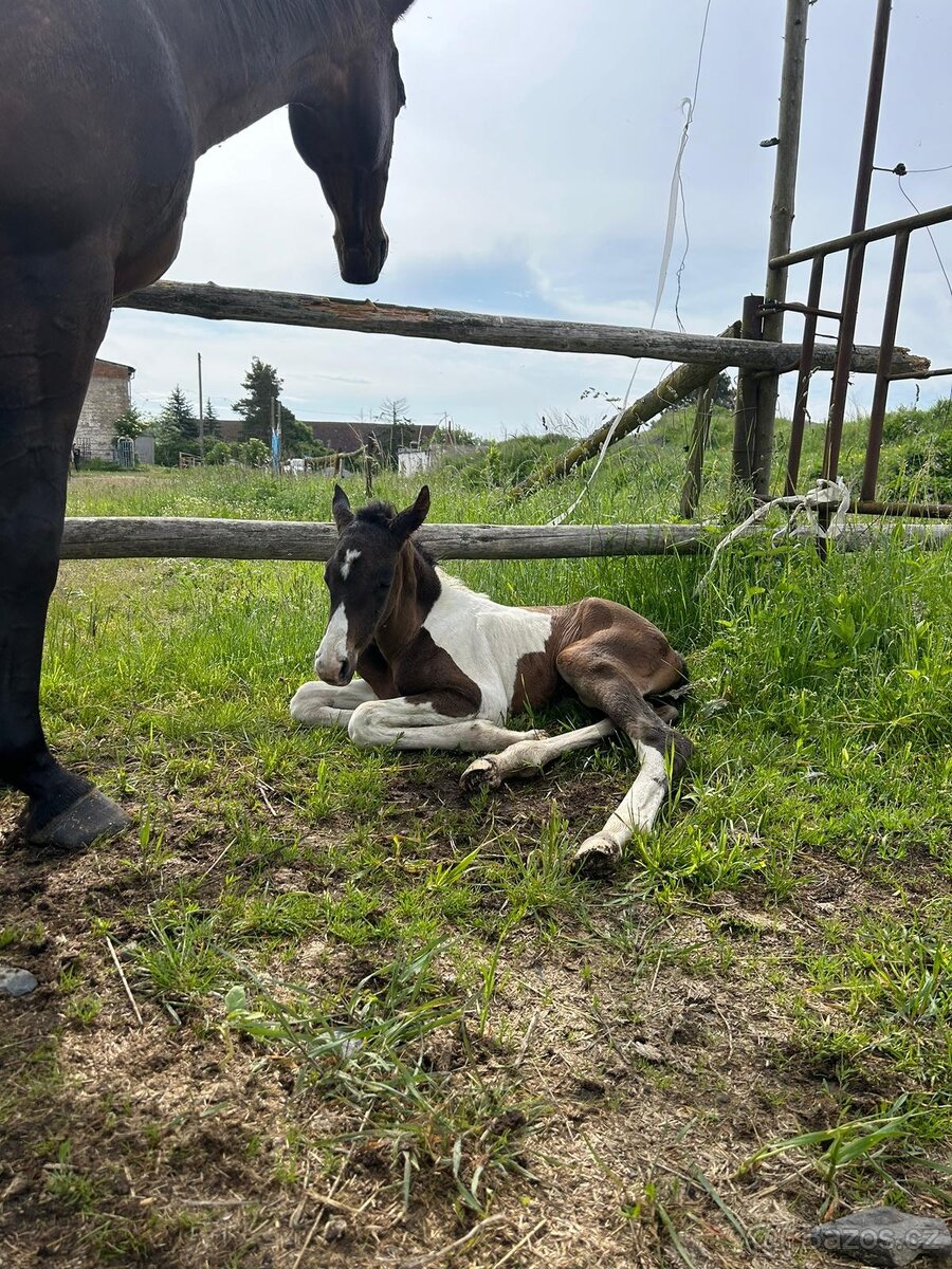 Připouštění plemenným hřebcem APH - 7-panel N/N - 13