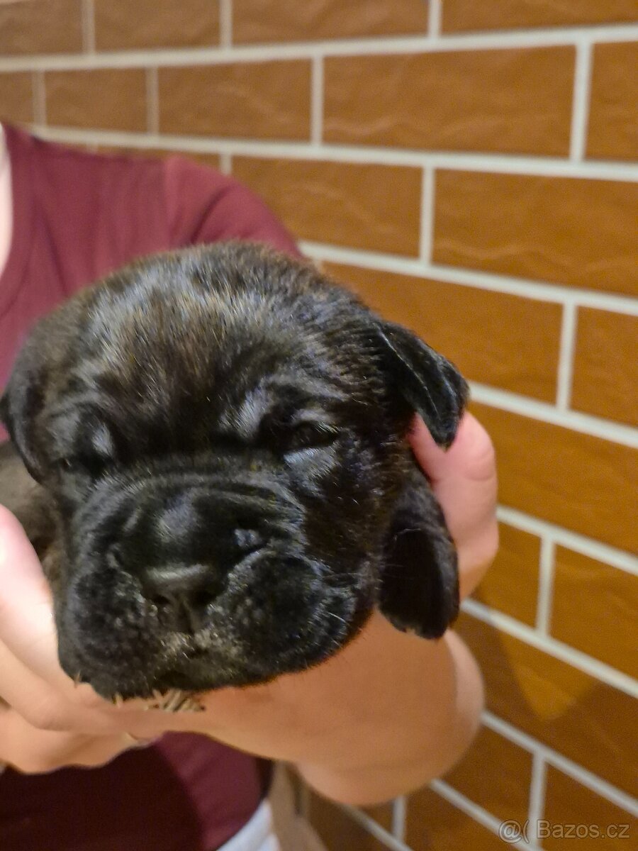 Cane Corso s PP - 13