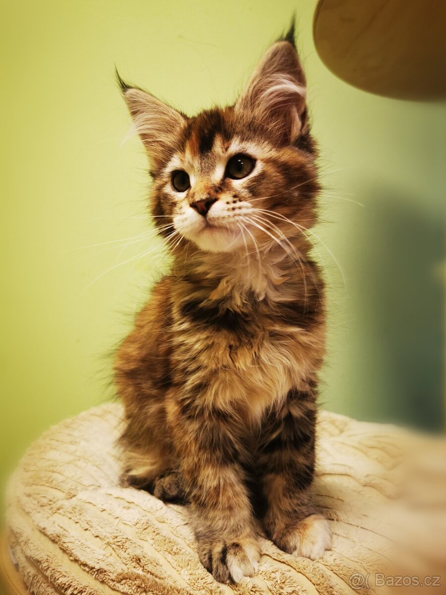 Mainská mývalí s pp - 13