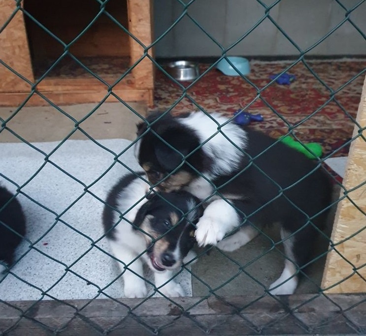 Krytí border kolie - Pardubice - 13