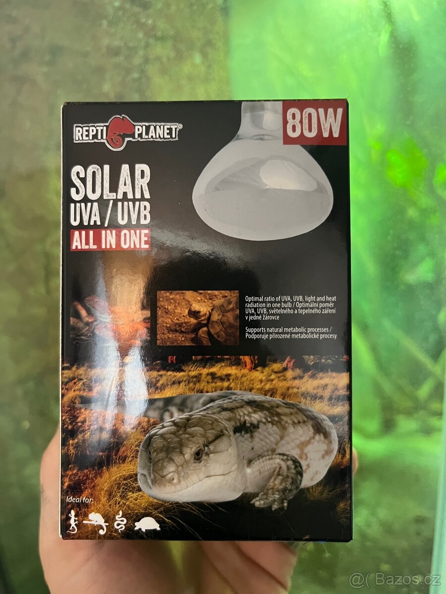 CHAMELEONI JEMENSKÝ HOLKA/KLUK + TERÁRIUM - 13