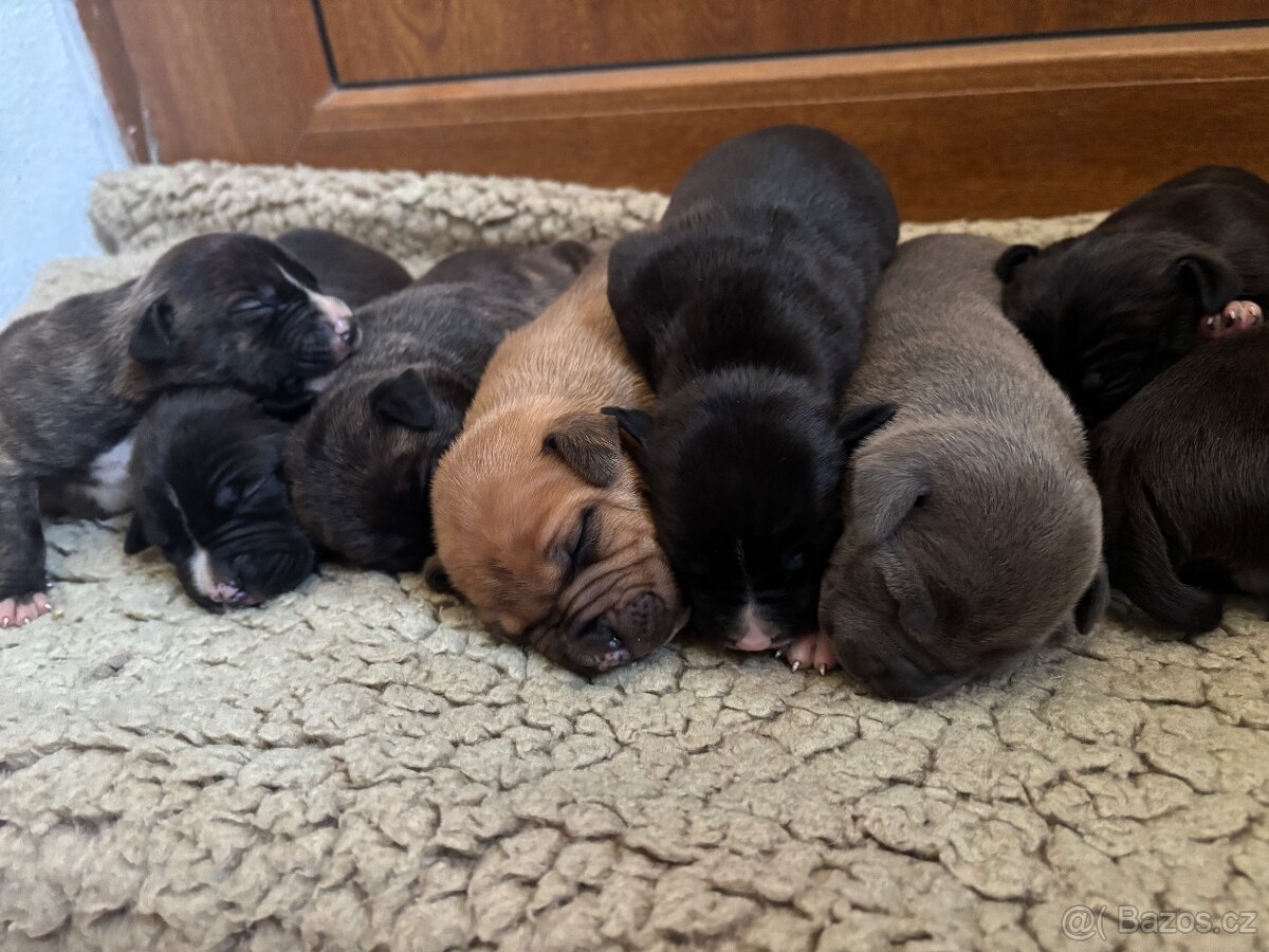 Americký stafordsirsky terier, Stafford, amstaf - 13