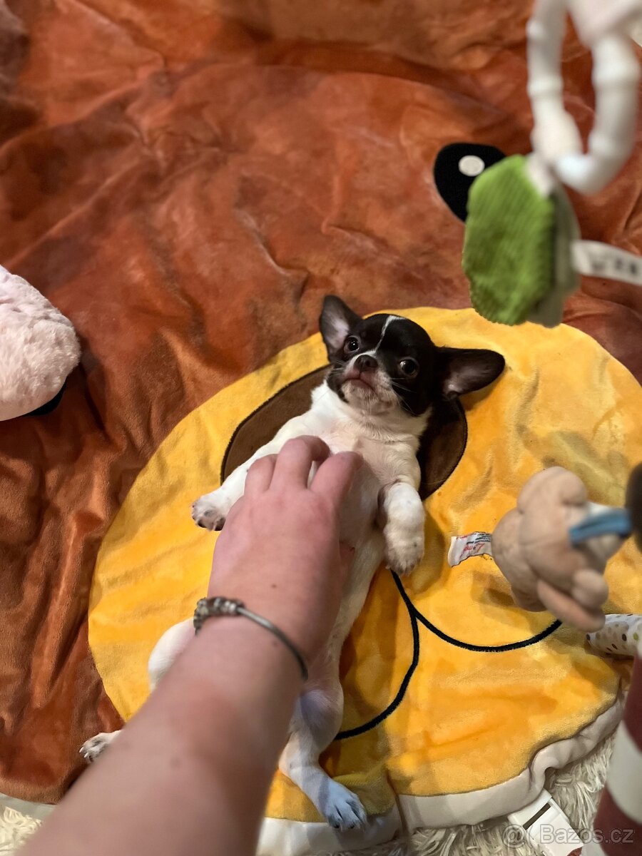 Čokoládovobílý pejsek čivava s PP FCI , ihned k odběru - 13