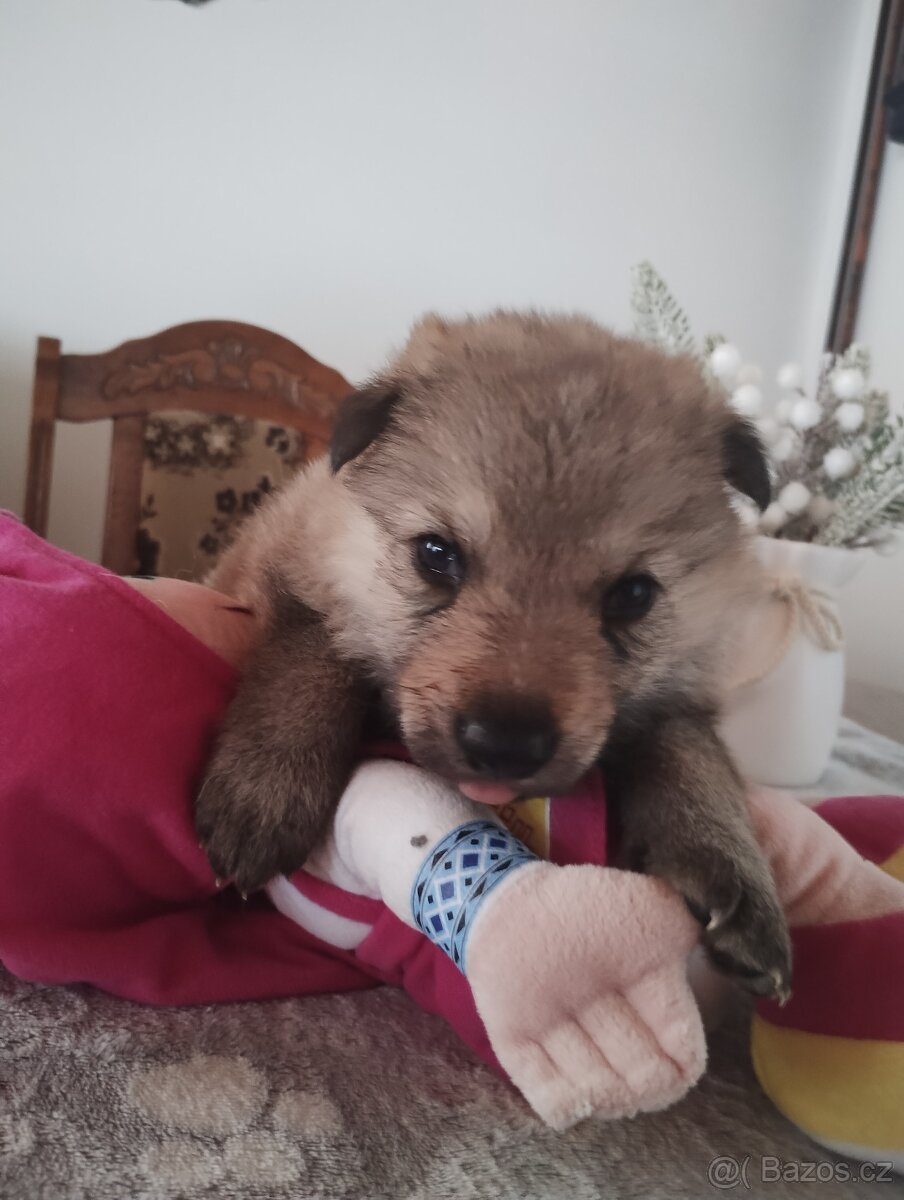 Československý vlčák s PP - 13