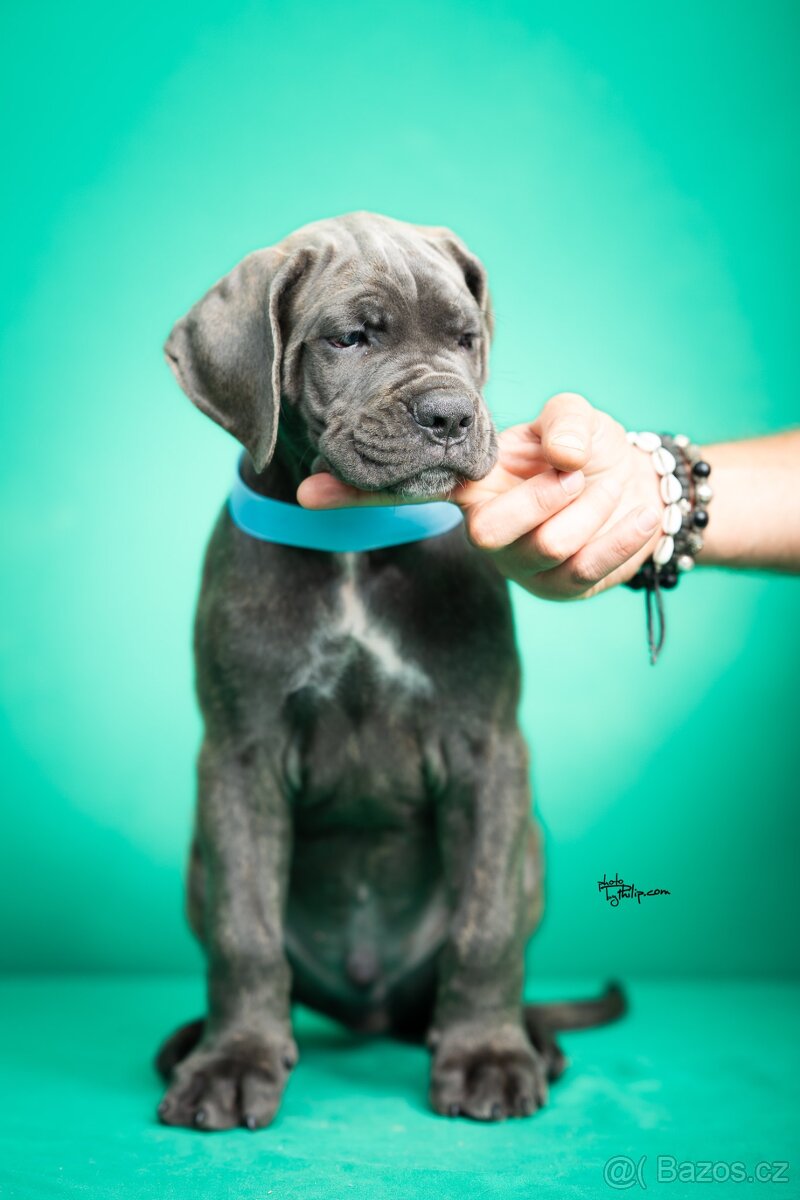 Cane Corso štěňátka s PP - 13