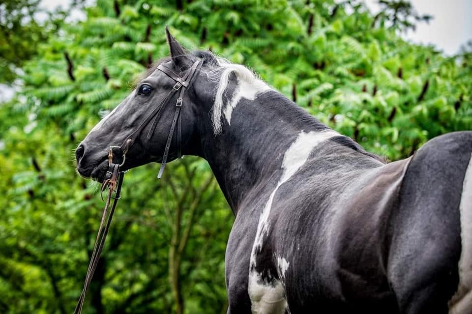 Prodám více koní - 13