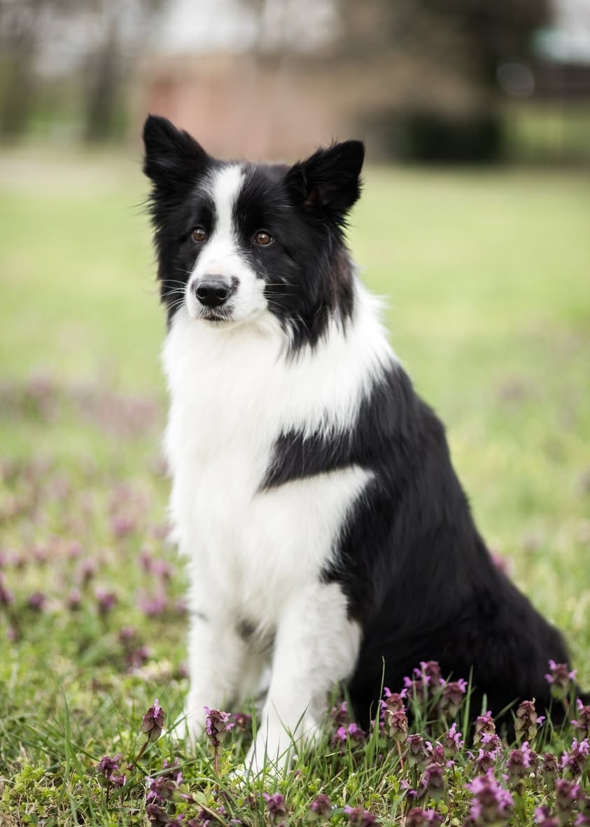 Border kolie štěňata s PP - 13