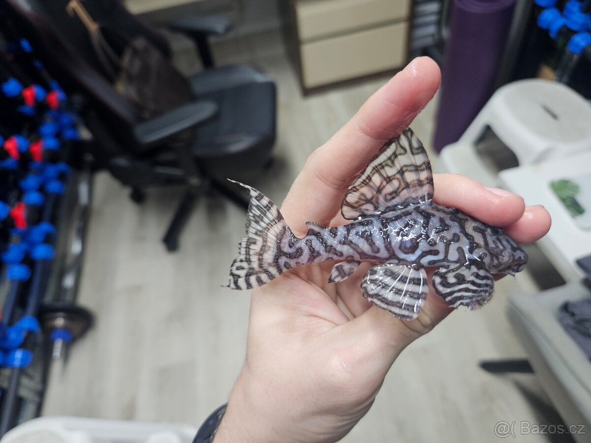 L 236 Super White - chovné páry - 13