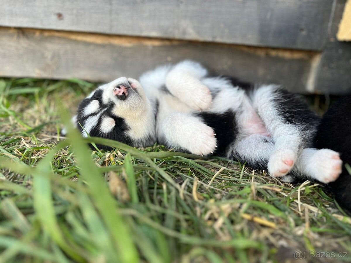 Sibiřský Husky - 13
