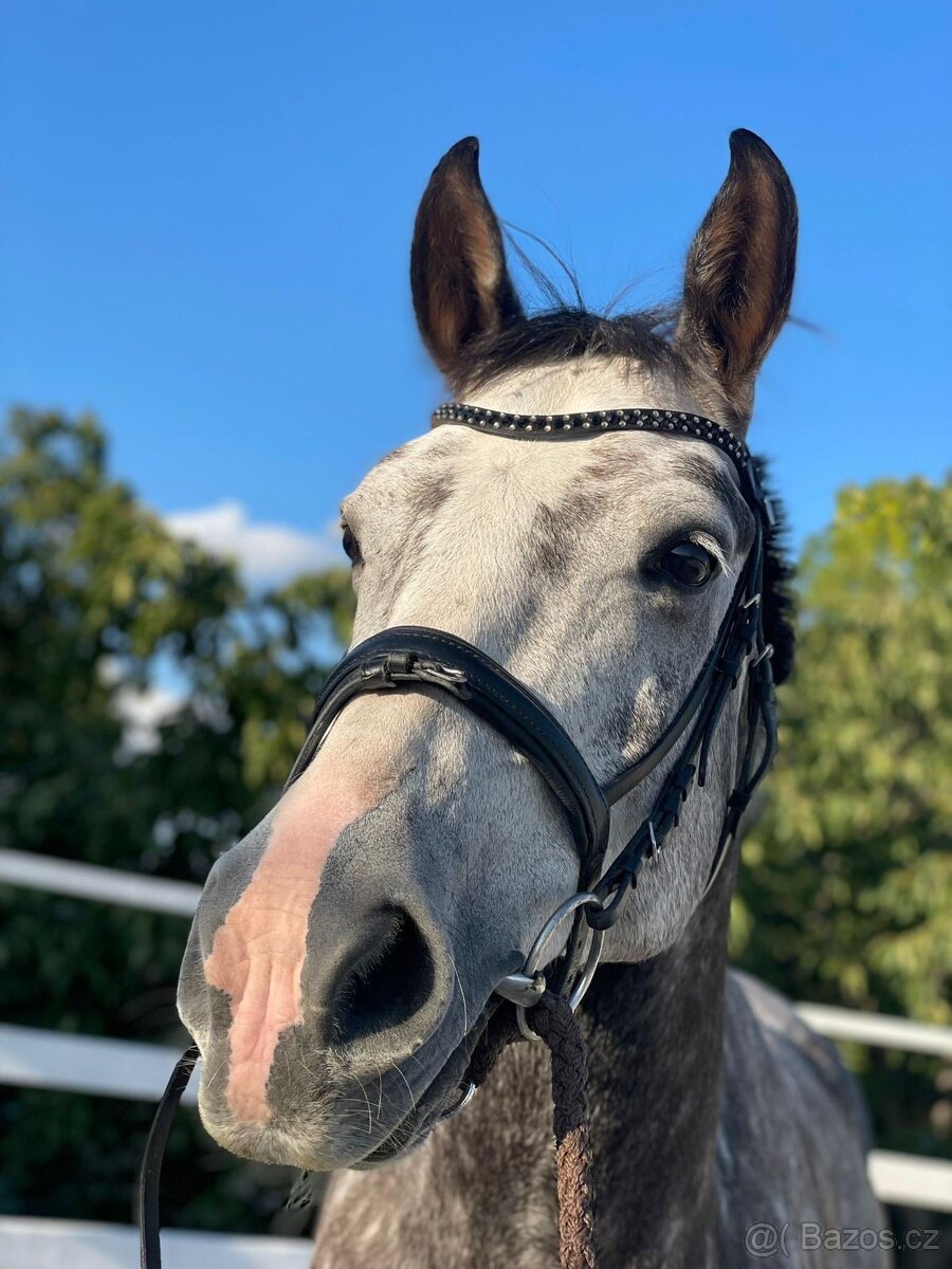 ⭐️ Krásný valášek na prodej ⭐️ - 13