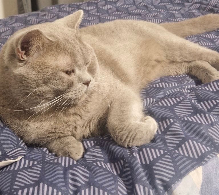 Britská koťátka - 13