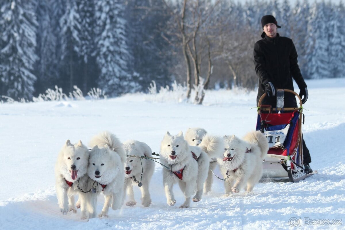 Samojed - Štěňátka - 13