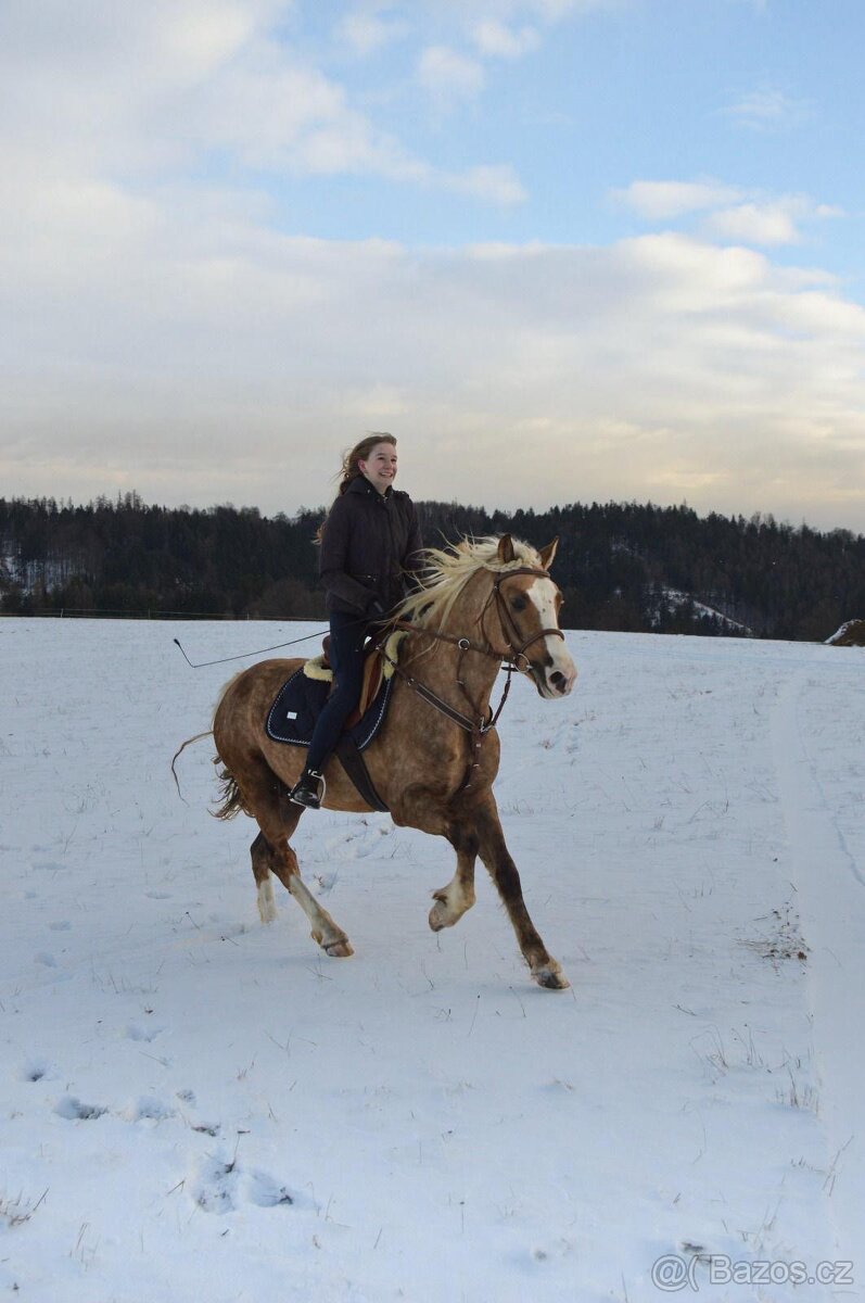 Připouštění Welsh Cob D Isabel barva - 13