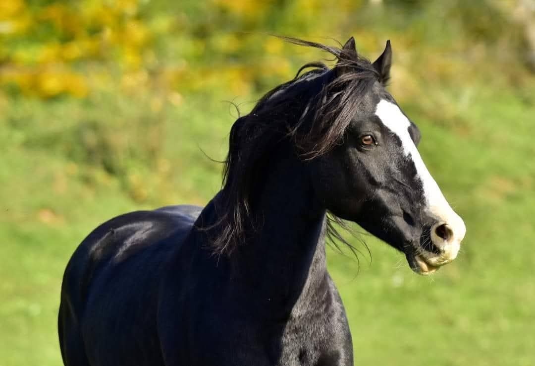 Připouštění Welsh cob - D - 13