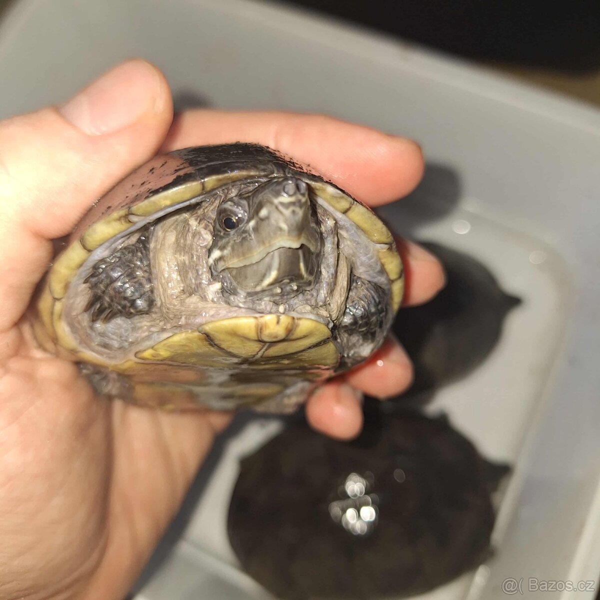 Prodám želvy - 13