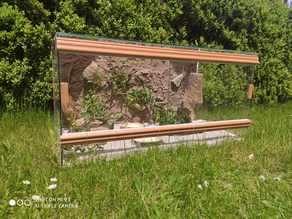 užovka červená, terárium - 13