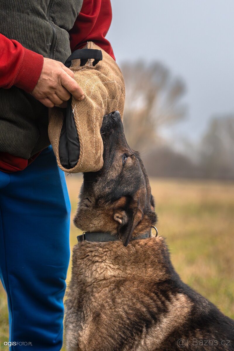 Německý ovčák štěňata s PP, work line, - 13