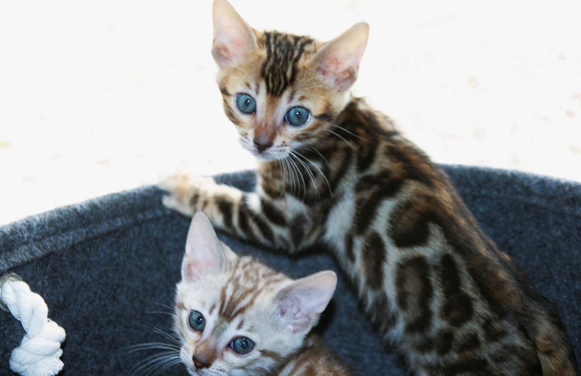Bengálská kočka,bengálské kotě - 13