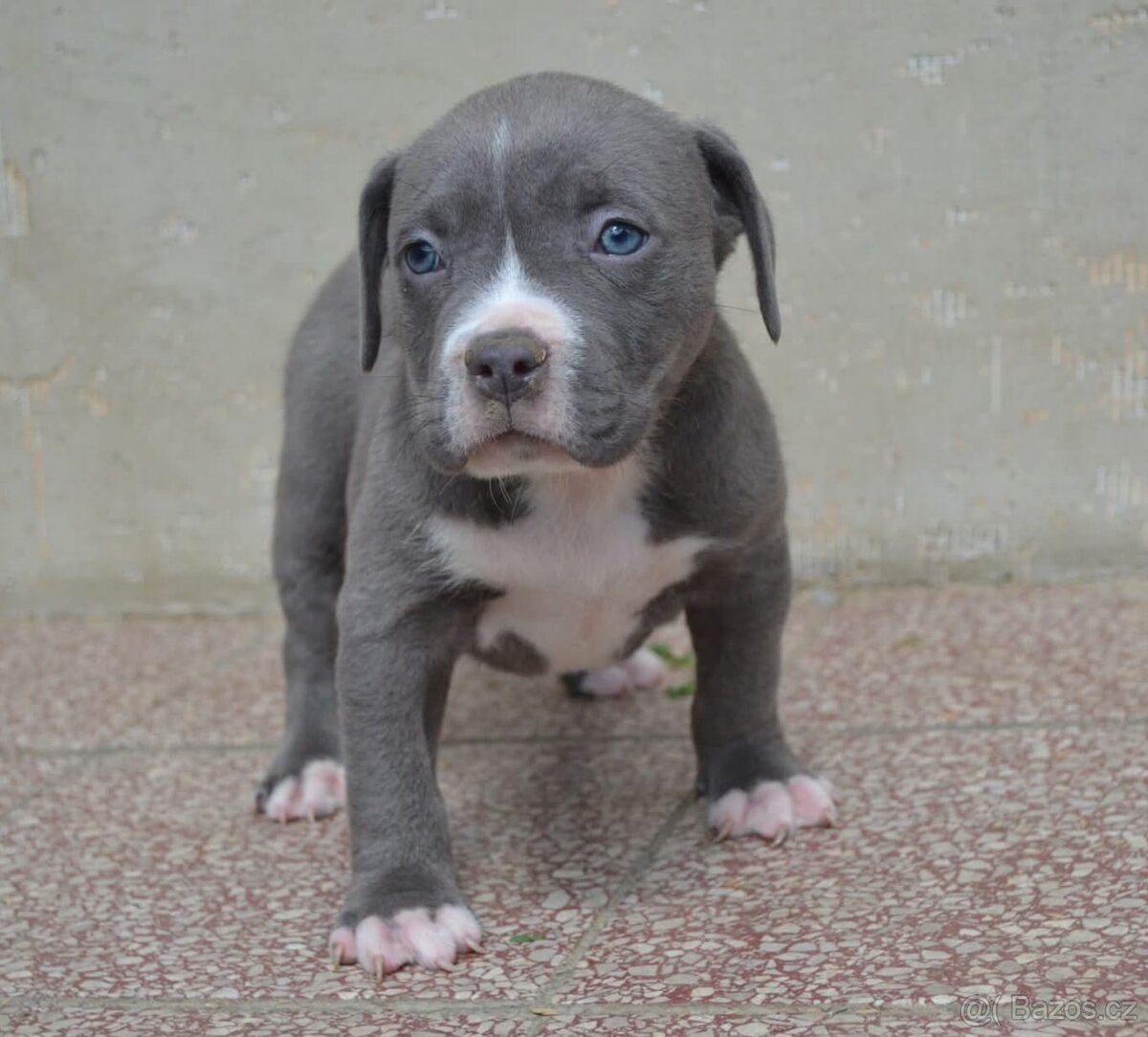 American bully standard - 13