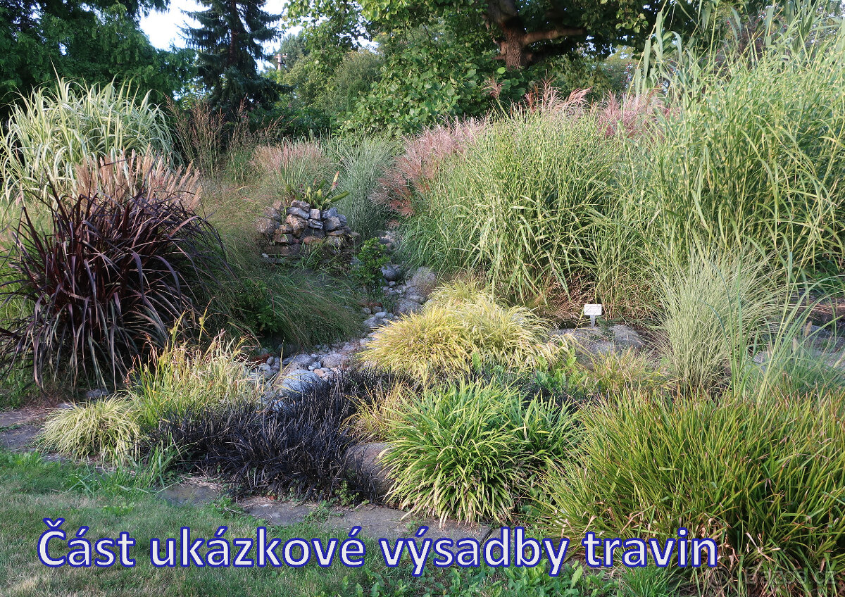 Prodám okrasné traviny - 13