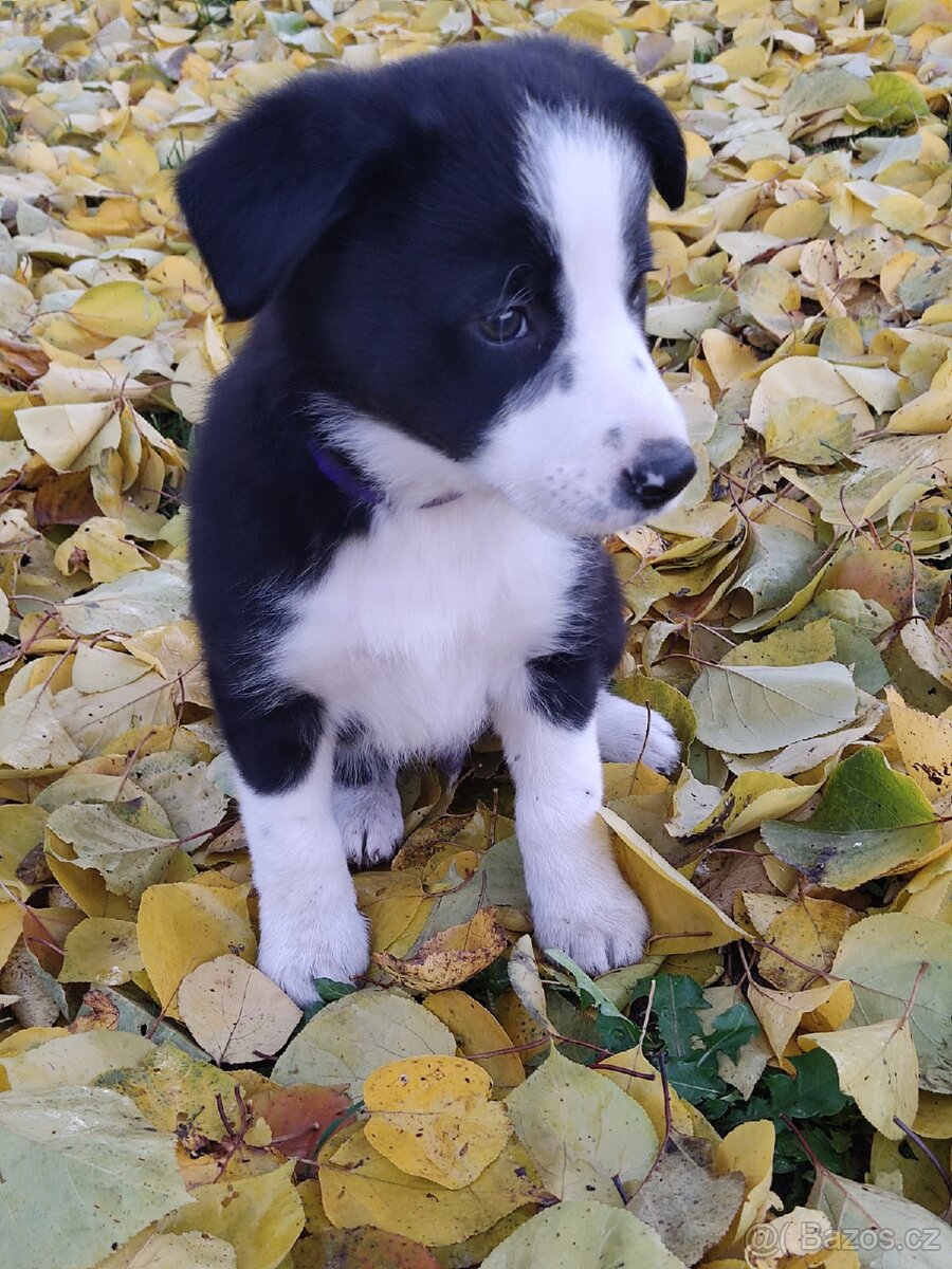 Border kolie bez pp již k odběru - 13