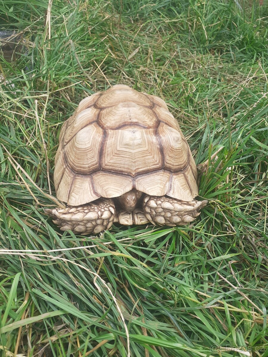 Želva ostruhatá mláďata různé velikosti - 13