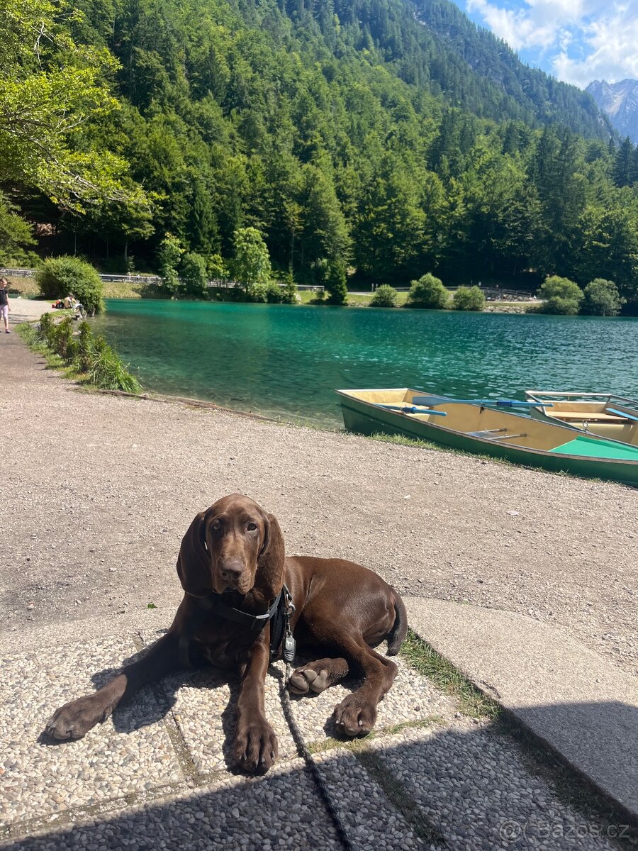 Německý ohař - 13