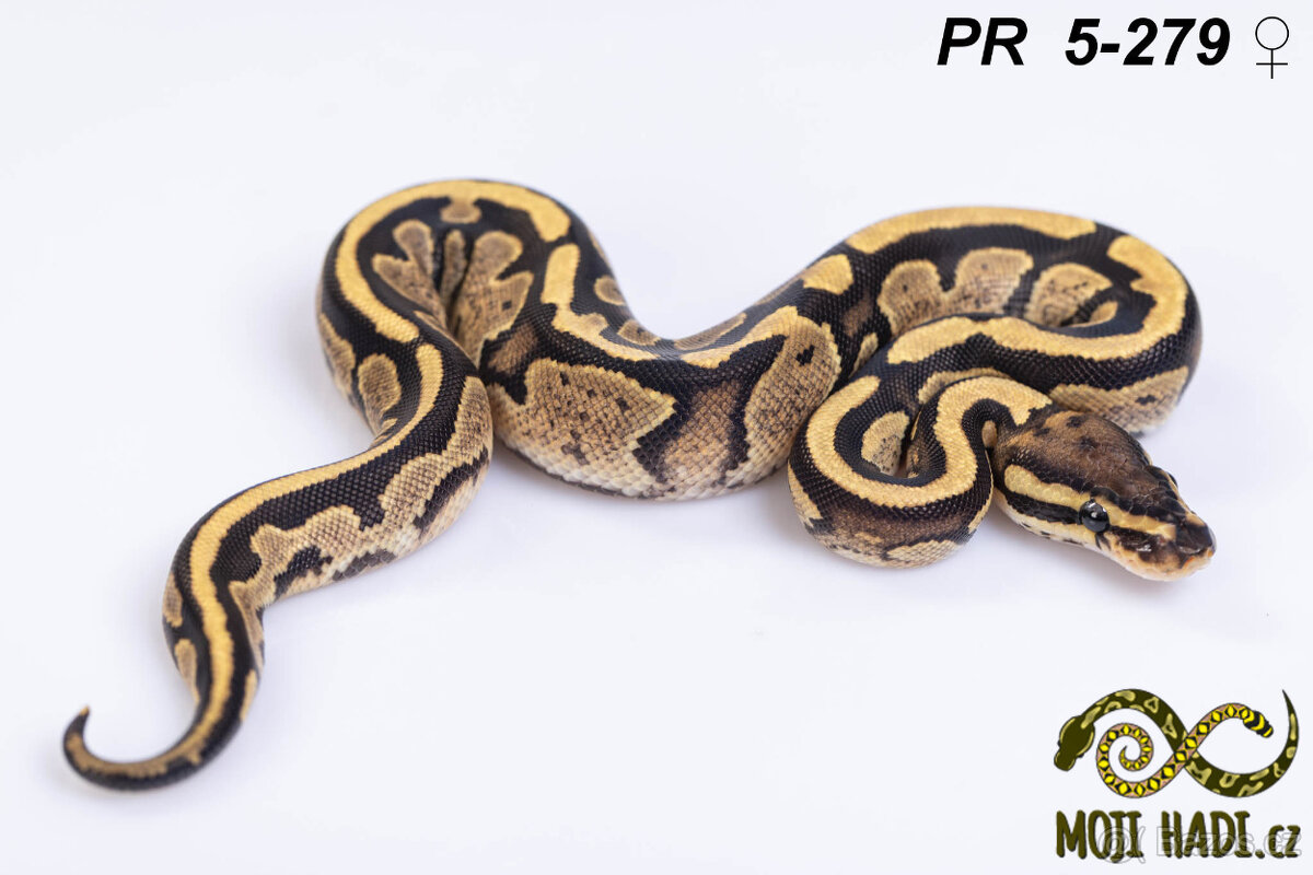 Python regius - Krajta královská - 13