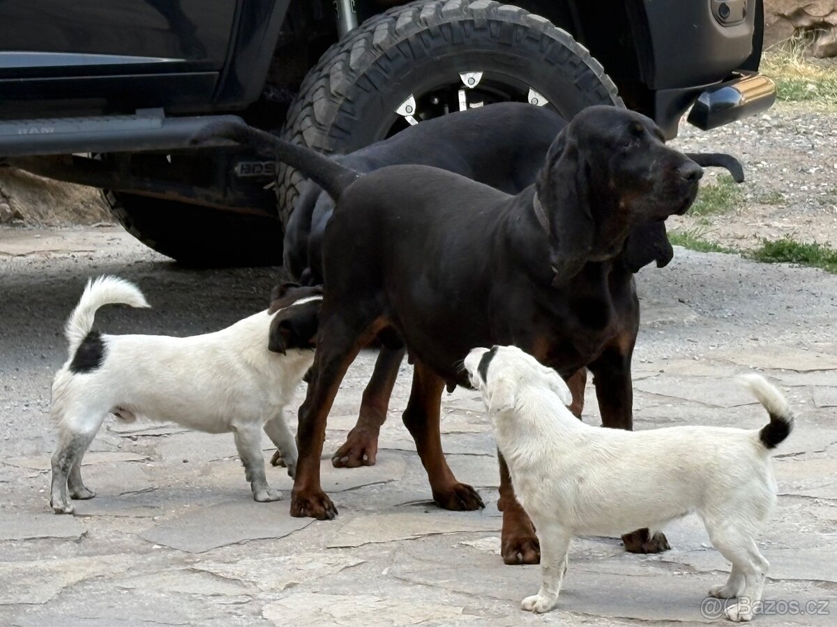 Coonhound Black & Tan - 13