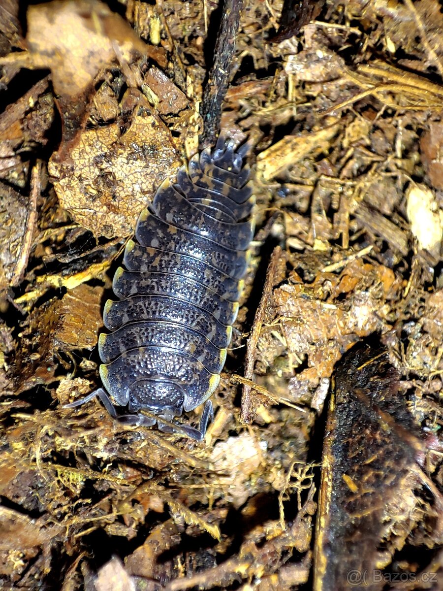 ISOPODY, CHVOSTOSKOCI, STRAŠILKY - 13