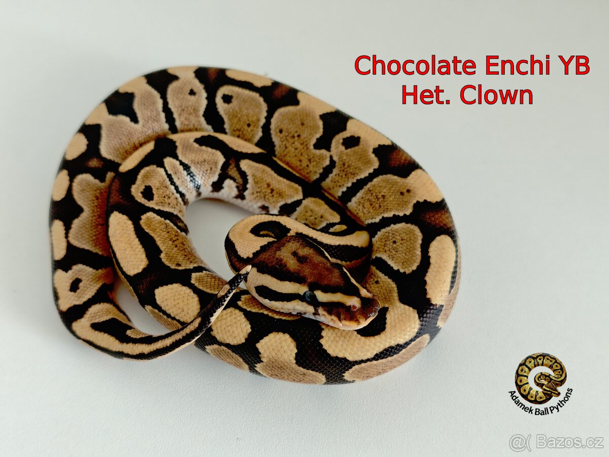 Krajta Královská - 13