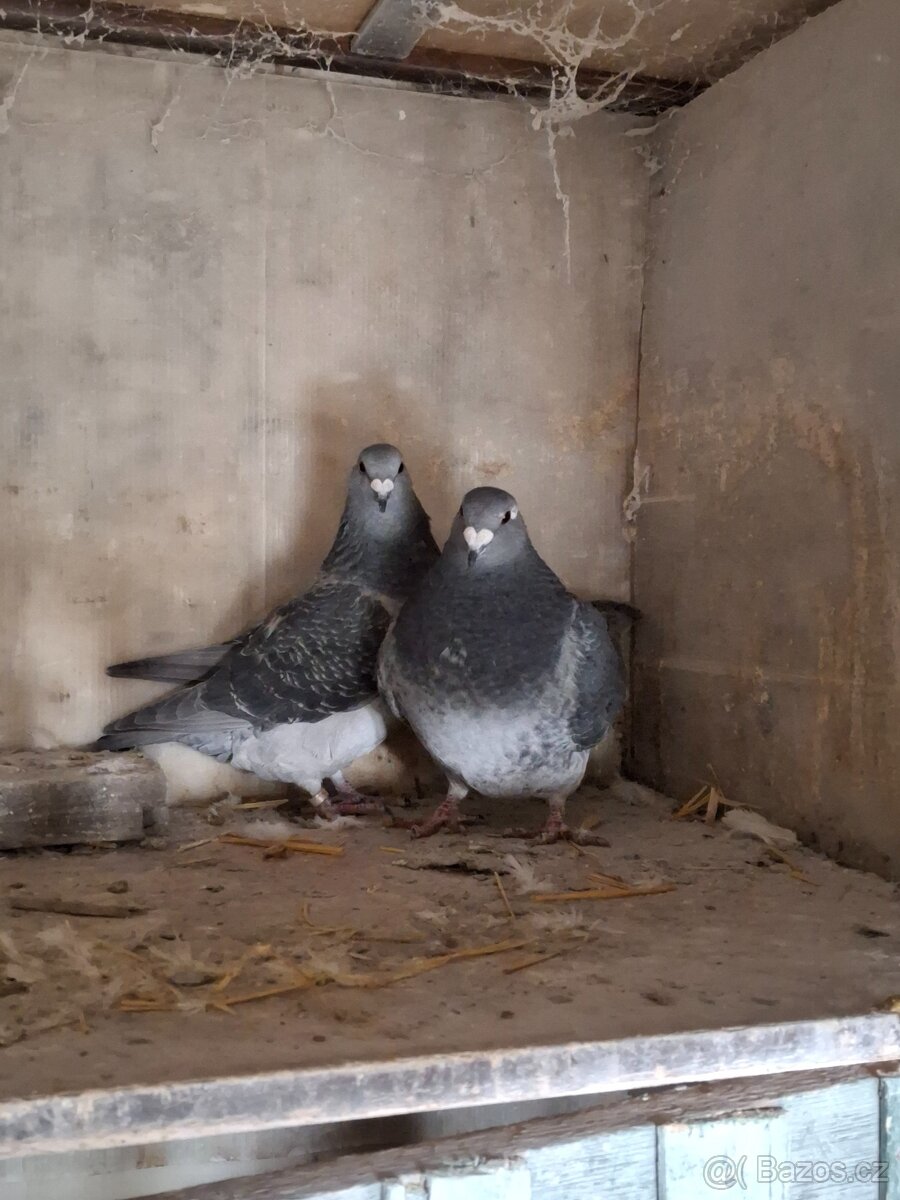 Prodej poštovních standardních holubů - 13