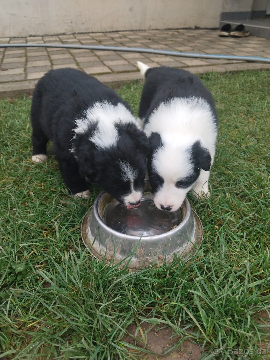 Border kolie dlouhosrstá - 13