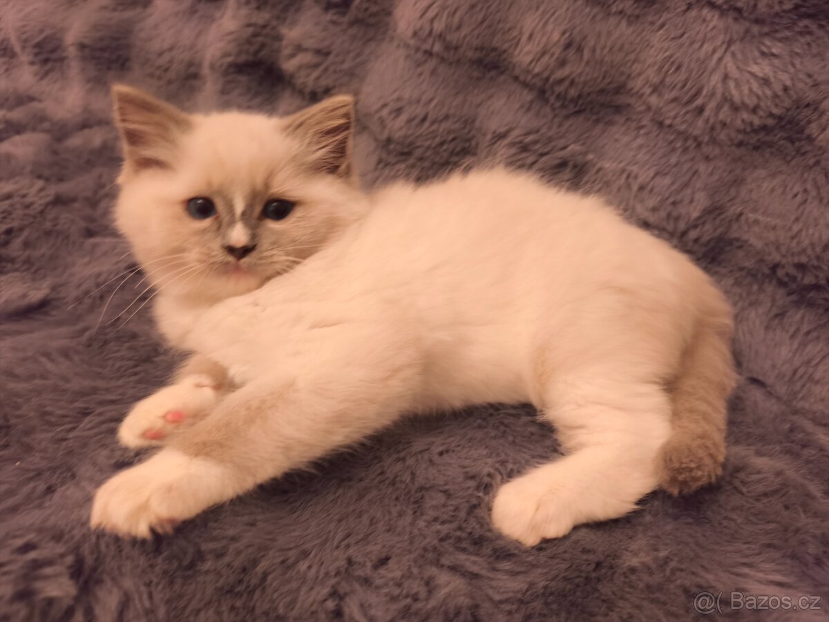 Ragdoll kocourci - 13