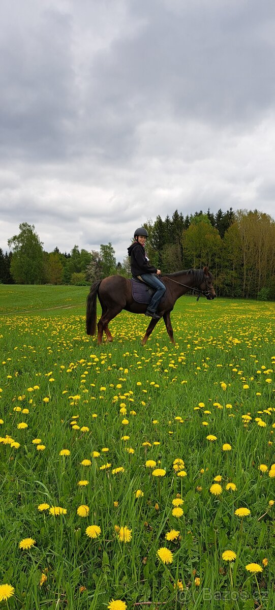 Welsh pony B - 13