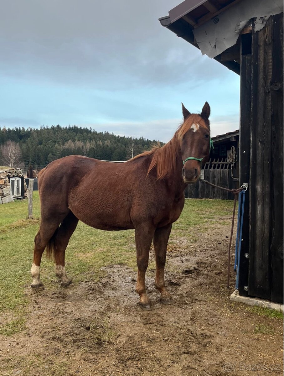 Český teplokrevník - 13