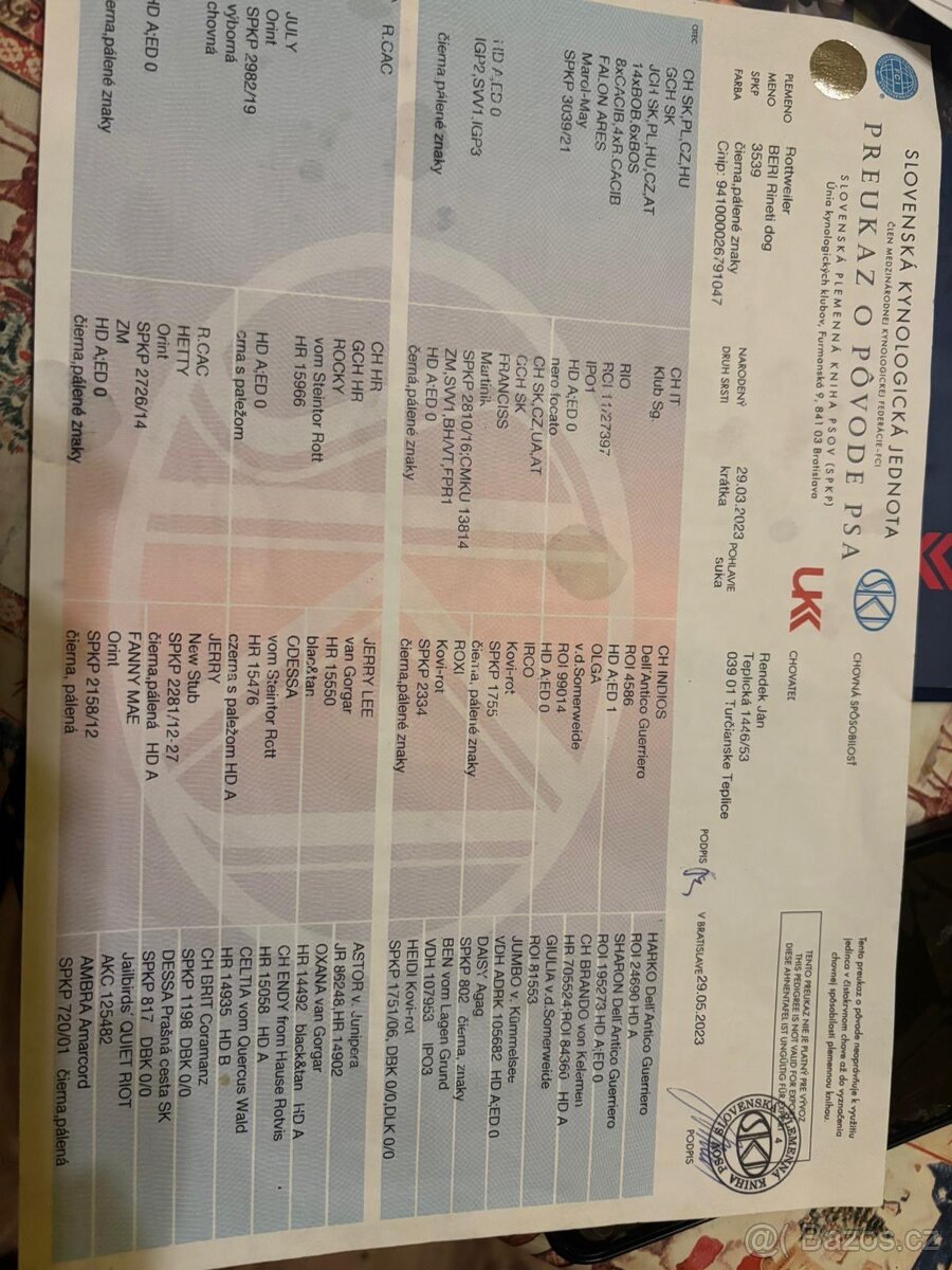 Rotvajler, rtw, rottweiler - 13