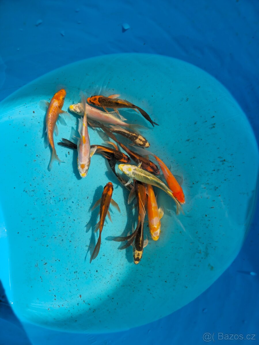KOI KAPR 15-25CM - 13