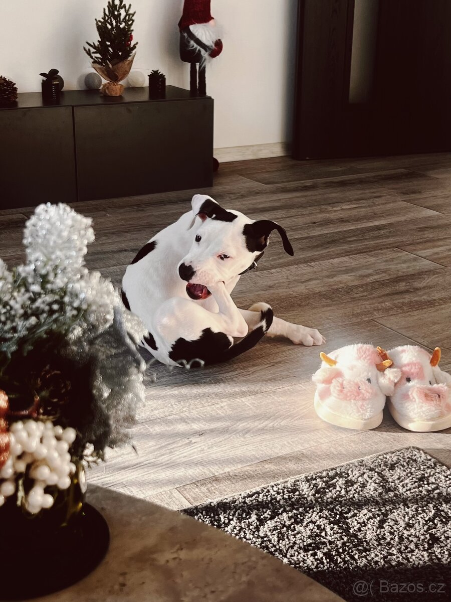 Am Staff kríženka - 13