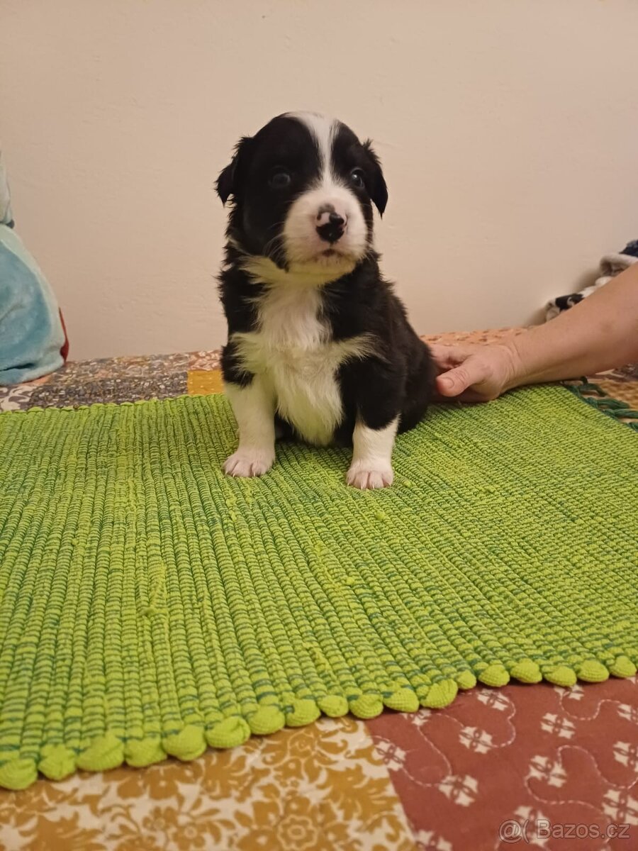 Štěňata bordercolie kříženci - 13