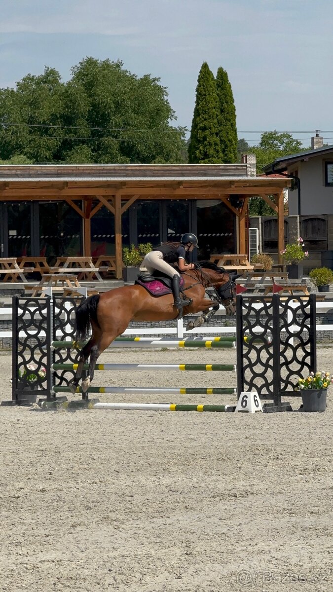 Kobyla do chovu a sportu - 13